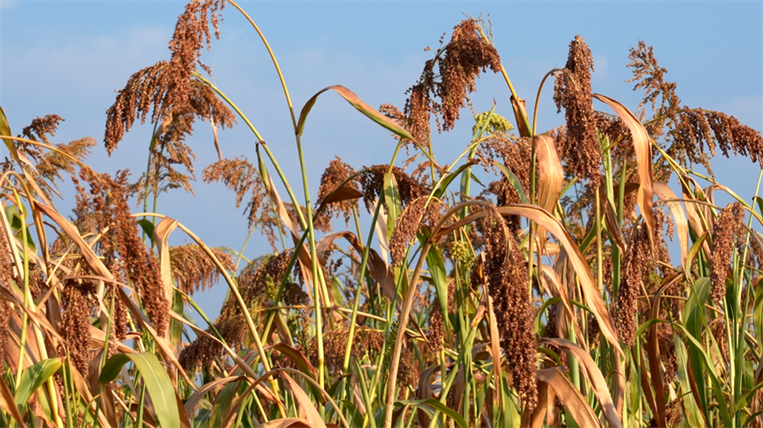 湖北孝昌：高粱紅穗映豐收【2】