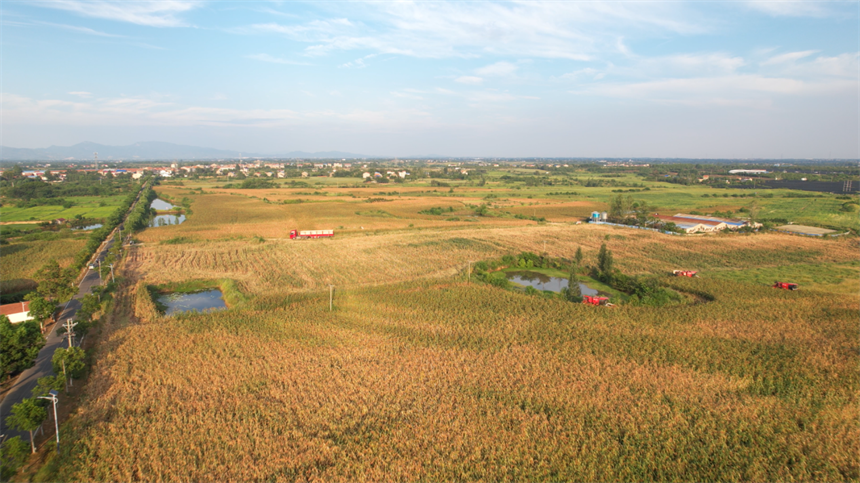 湖北孝昌：高粱紅穗映豐收【3】
