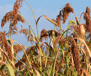 湖北孝昌：高粱紅穗映豐收
