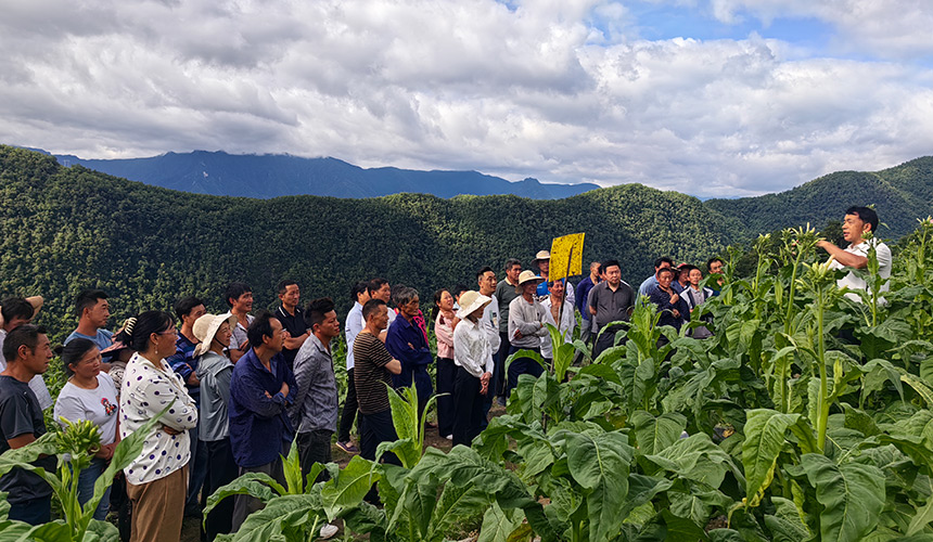 技術員開設“田間課堂”講解結構優化。楊文奎攝
