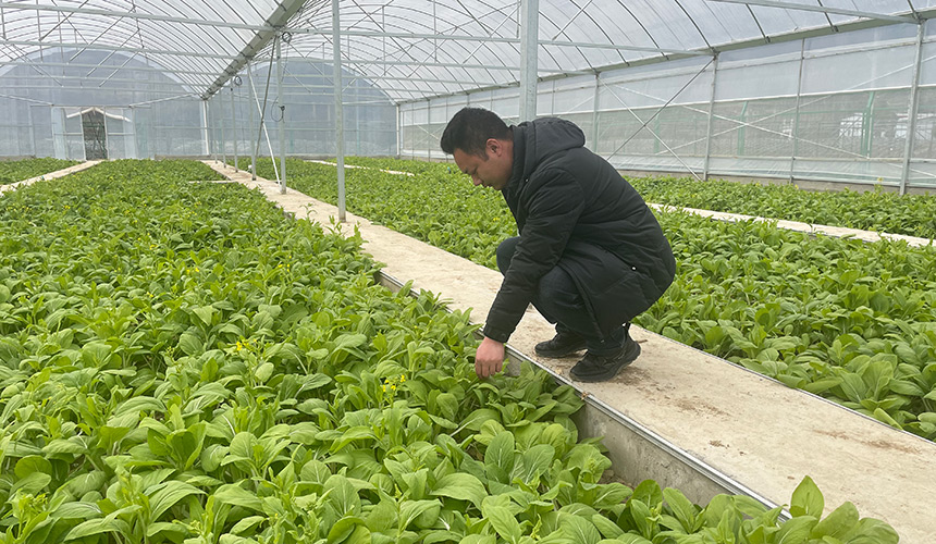 丰溪镇桃花山村闲置育苗大棚种植蔬菜。王凌涛摄