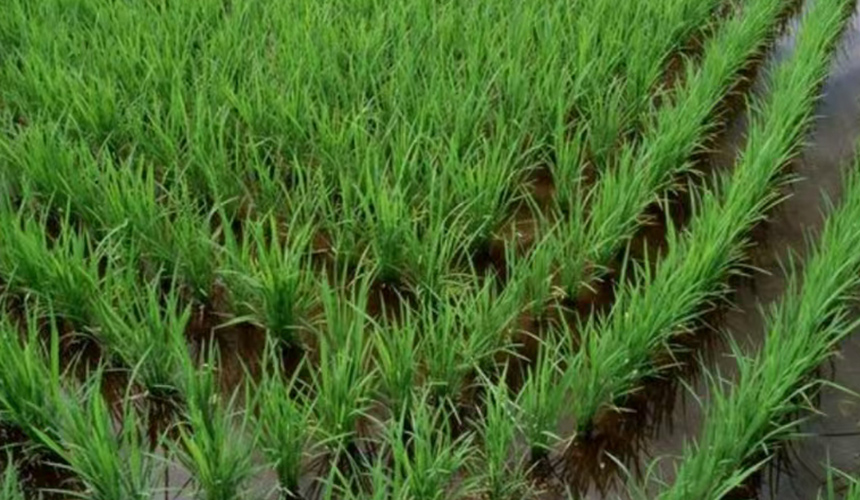 湖北武穴:把群眾期盼鐫刻在水利工程藍圖上【4】