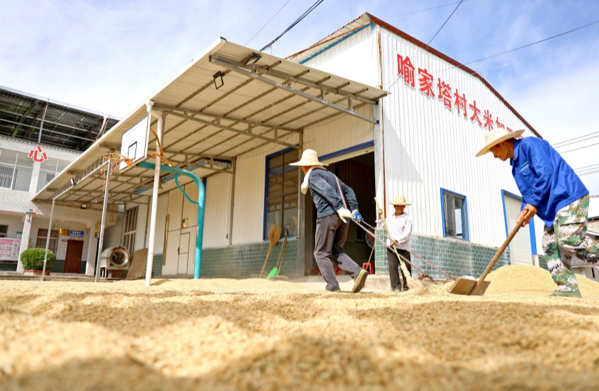 湖北竹山县黄泥大米开镰收割【4】