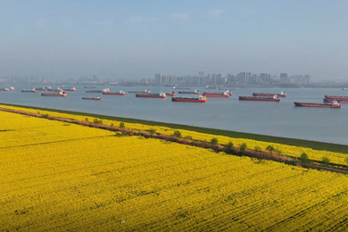 《生机长江：万鸟翔集，千鱼竞跃的生态画卷》高敏