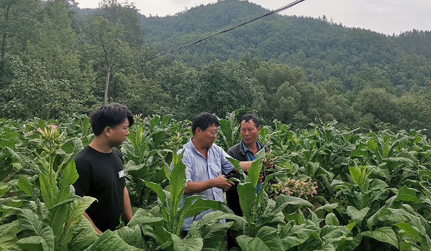 绿苗到金叶：“全周期守护”绘就振兴景【2】