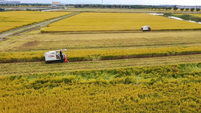 粮食收割。鄂良摄