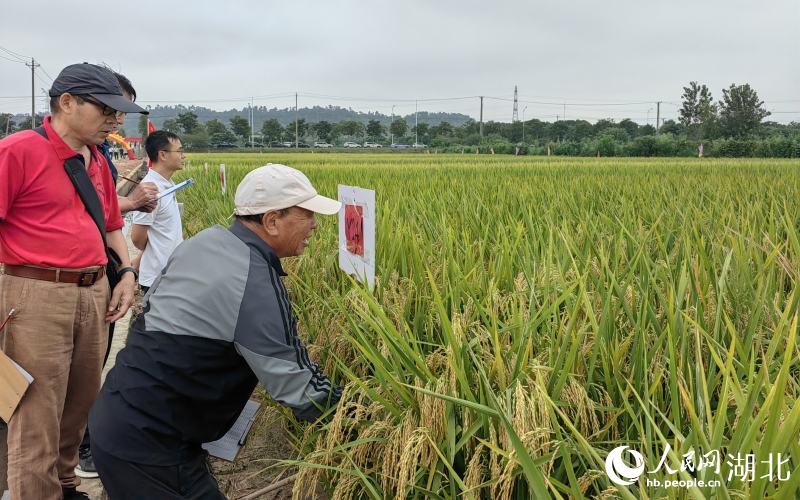 專家觀察試驗田中的新種子種植情況。人民網記者 郭婷婷攝