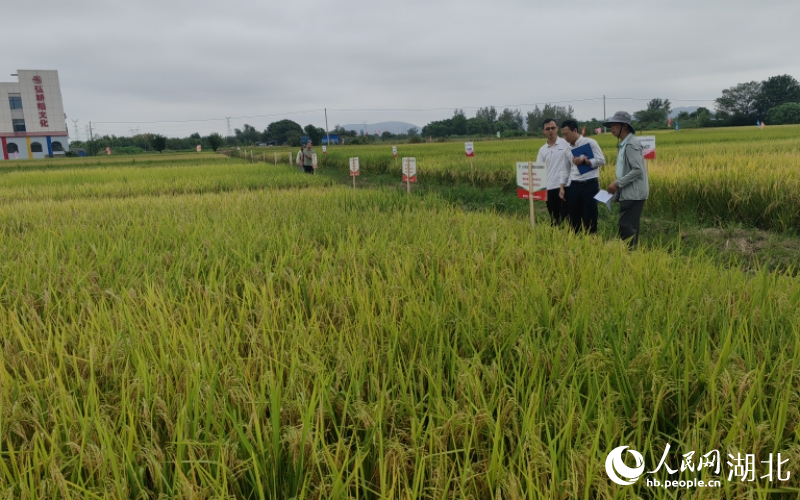 專家盲選評出“十大田間表現優秀金獎品種”。人民網記者 郭婷婷攝攝