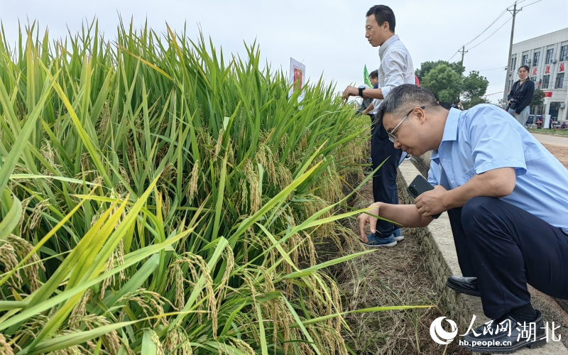 專家觀察試驗田中庄稼的長勢。人民網記者 郭婷婷攝