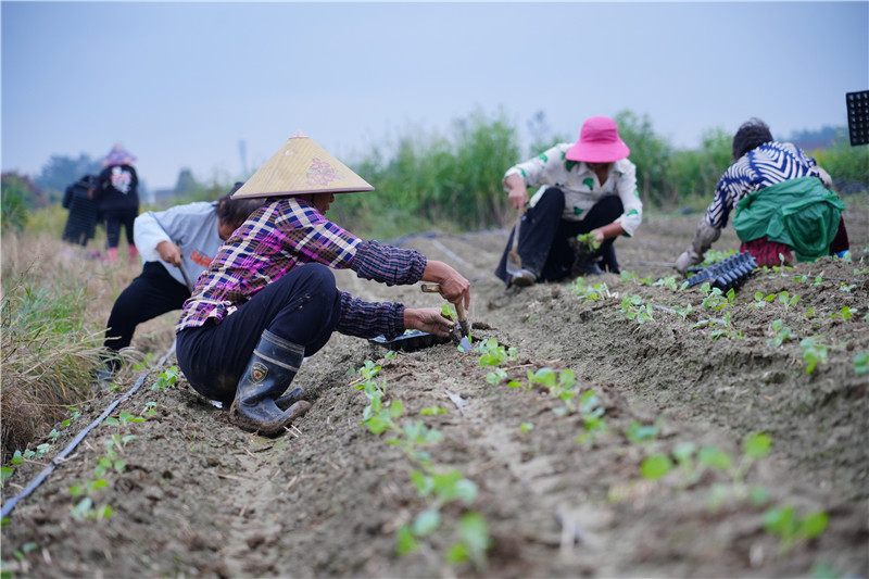 村民正在栽种甘蓝。关洪磊摄