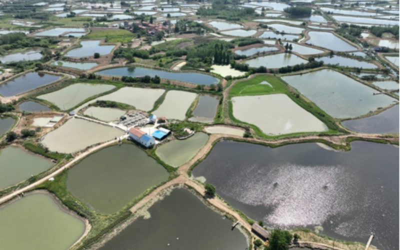 无人机航拍承保鱼塘照片