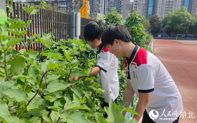 学生们在劳动实践基地照顾亲手种下的蔬菜。人民网记者 郭婷婷摄
