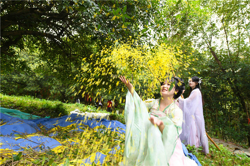 咸安区桂花镇桂花源风景区游客体验打桂花。陈红菊摄