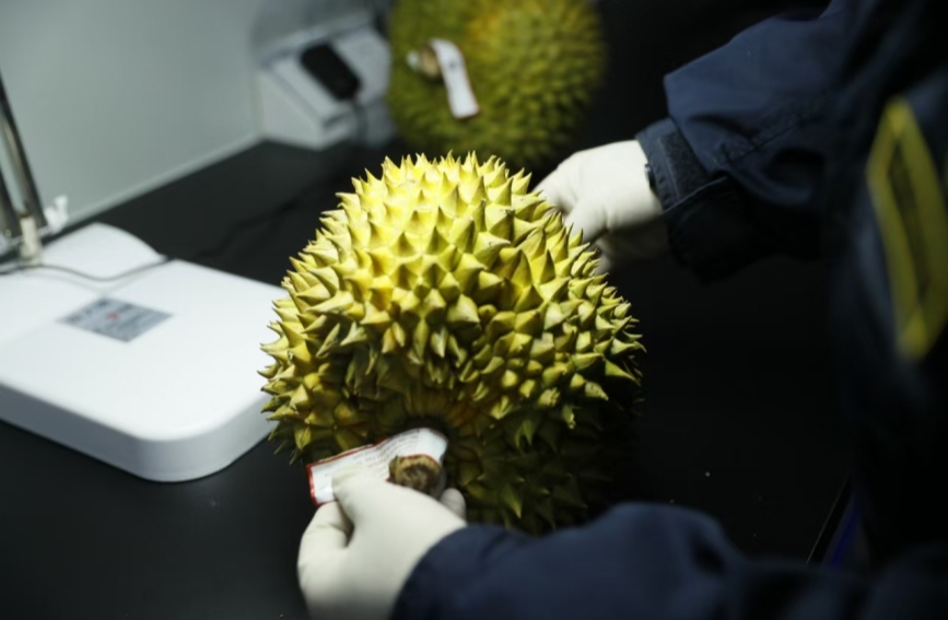 花湖机场运送的榴莲。