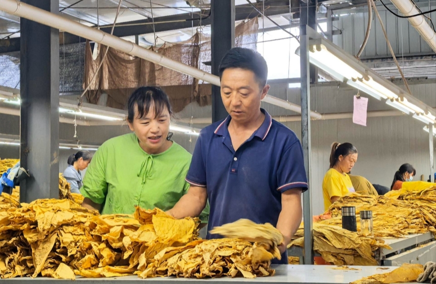 “点分站收”托起烟农“稳稳的幸福”