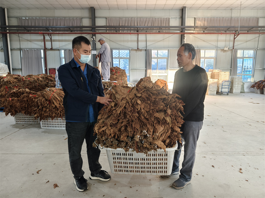 技术人员帮助农户称重。王晓娜摄