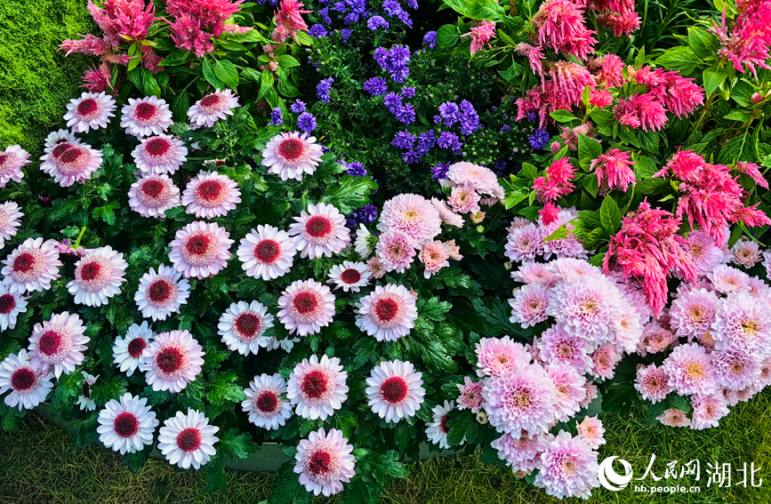 江城秋色入畫來 武漢市第42屆金秋菊展啟幕【7】