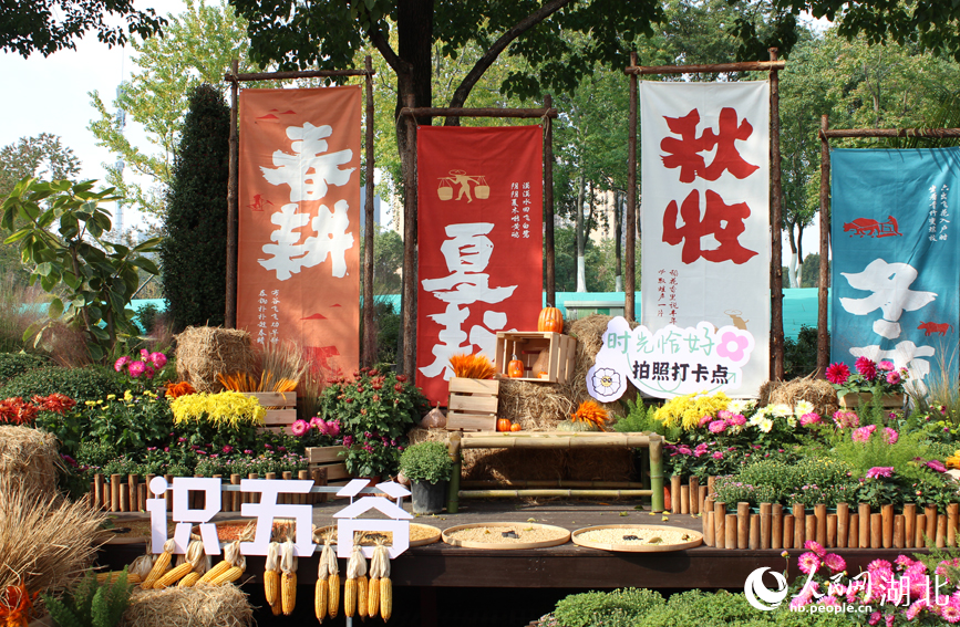 江城秋色入畫來 武漢市第42屆金秋菊展啟幕【10】