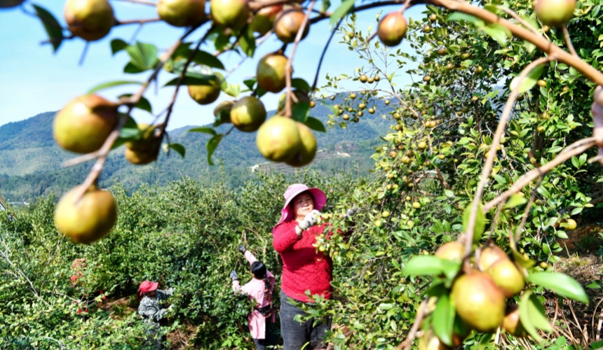 湖北通城：油茶榨出大产业 特色节会铺富路【3】