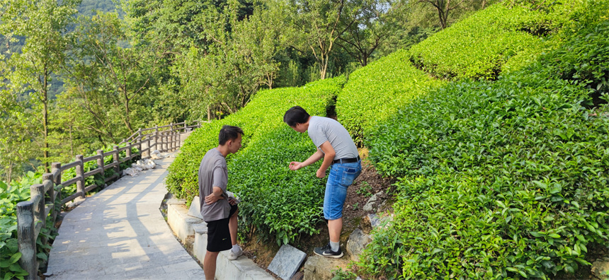 师生在武陵山区茶园开展数据采集。学校供图