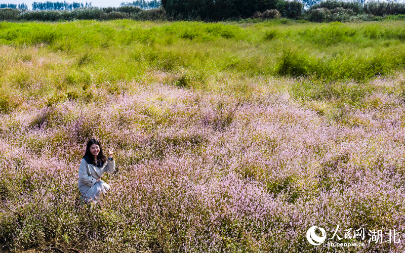 红蓼花海吸引市民前来打卡。人民网记者 王郭骥摄