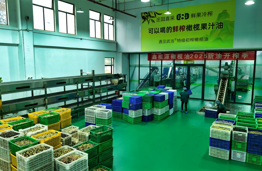 当天采摘的油橄榄鲜果被送入工厂等待加工。李尚菲摄
