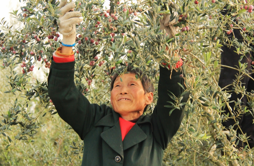 工人忙着采摘油橄榄果。李尚菲摄