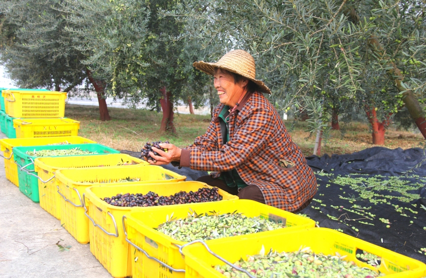 工人手捧油橄榄果喜不自胜。李尚菲摄
