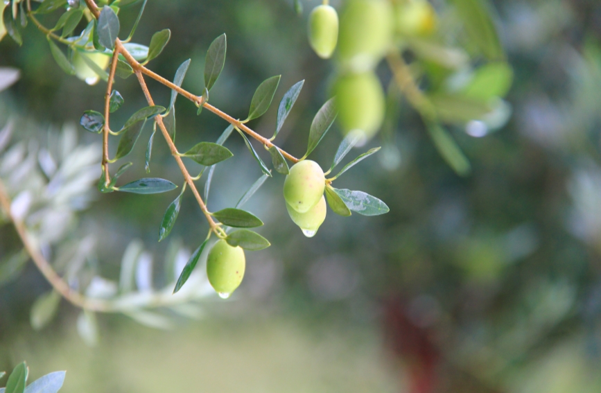 新鲜的油橄榄果油光发亮。李尚菲摄