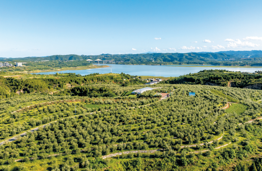 郧阳区东方橄榄园油橄榄基地。刘昆摄