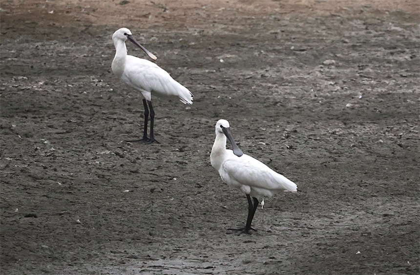 白琵鹭在滩涂休整。彭昀迪摄