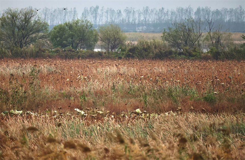 沉湖湿地的芦苇生境。彭昀迪摄