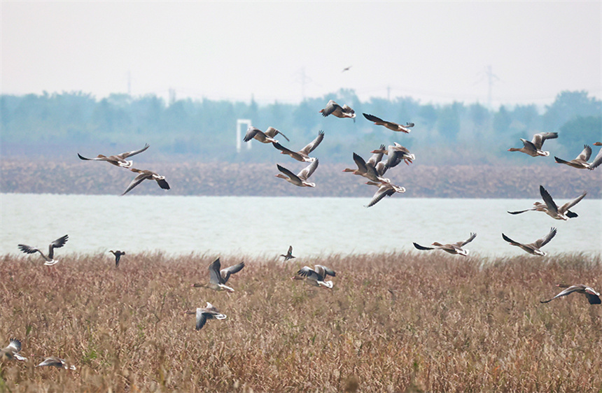 沉湖湿地上空，灰雁成群掠过芦苇丛。彭昀迪摄