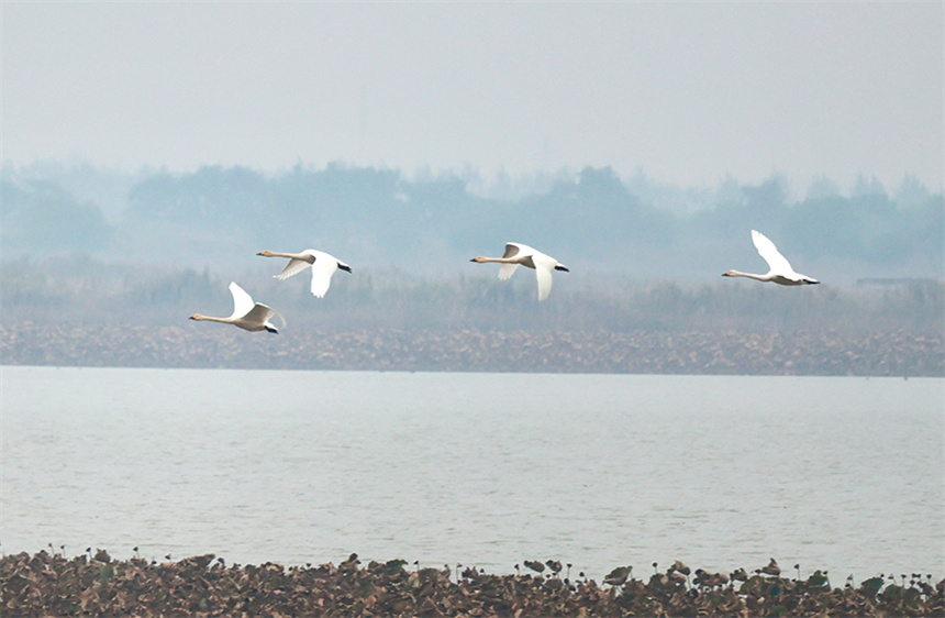 小天鹅成列飞过。彭昀迪摄