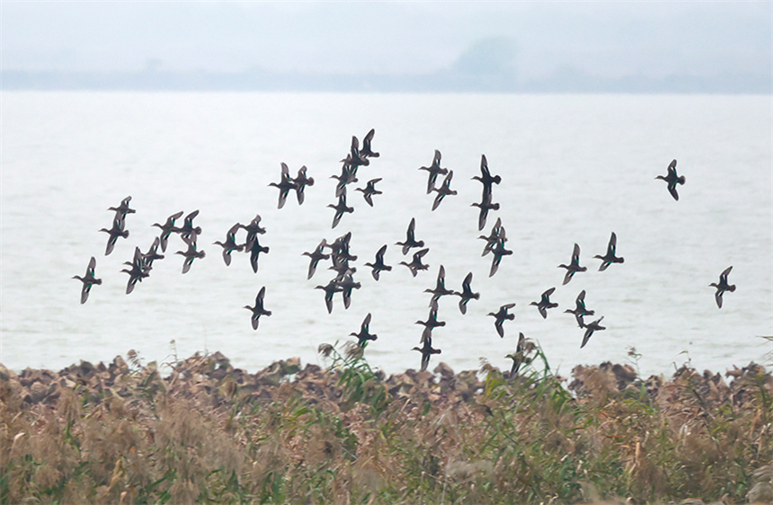 一群绿翅鸭惊起，掠过湖面。彭昀迪摄