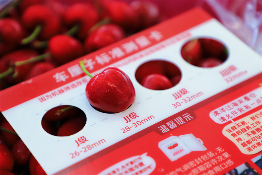 航班运来的智利车厘子。