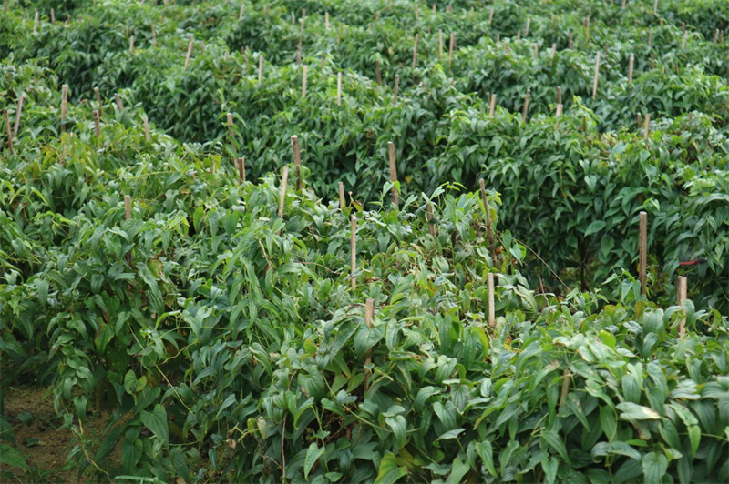 山药种植基地枝叶繁茂长势喜人。张子琦摄