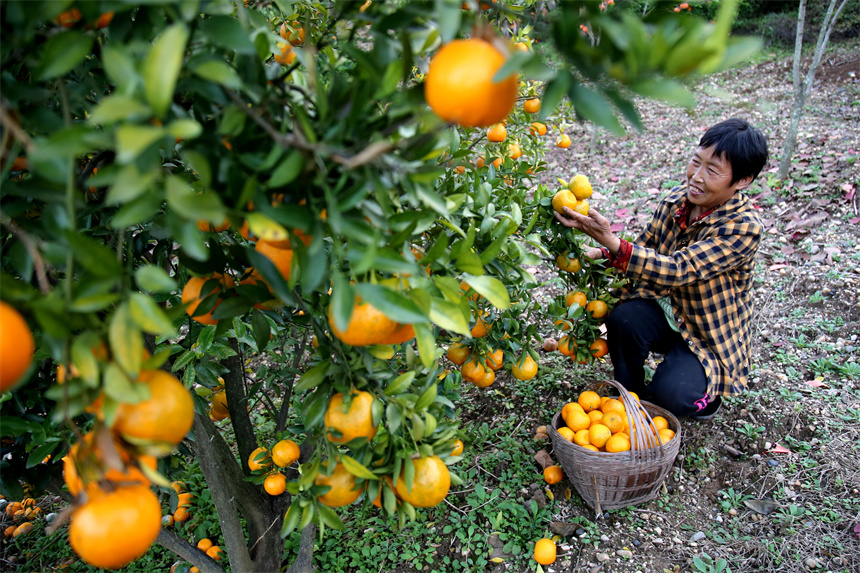 2025年11月9日，在湖北省十堰市郧阳区城关镇马场关村，村民在采摘柑橘。