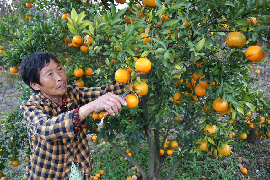 2025年11月9日，在湖北省十堰市郧阳区城关镇马场关村，村民在采摘柑橘。 