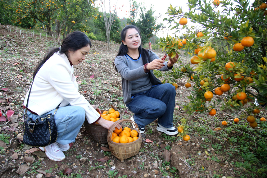 2025年11月9日，在湖北省十堰市郧阳区城关镇马场关村，游人在采摘柑橘。