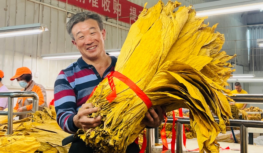 煙農交售煙葉現場。張自豪攝