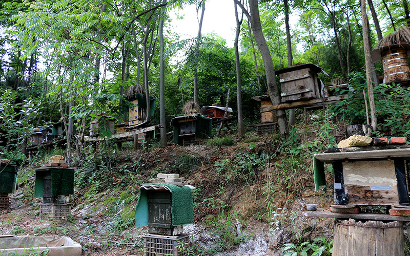 万昌生深山密林中搭建的蜂箱。席曙光摄