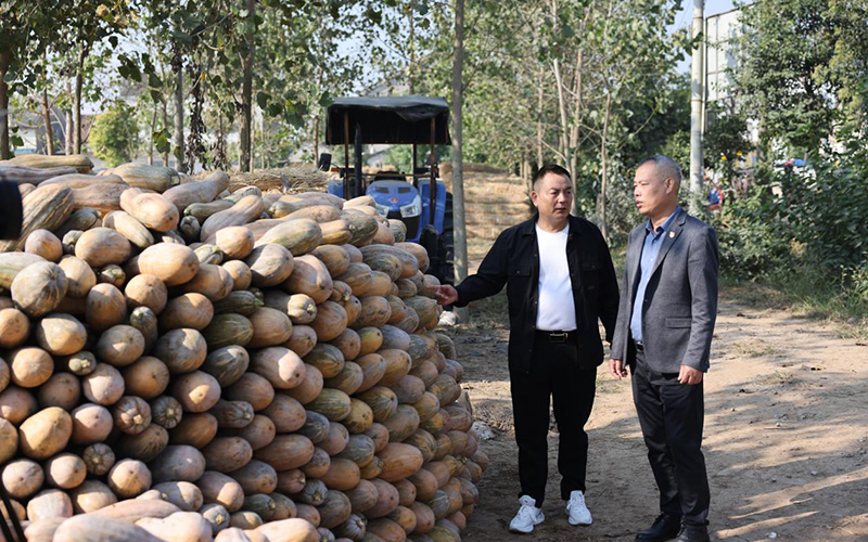 驻村工作队与村干部一同查看南瓜收获情况。