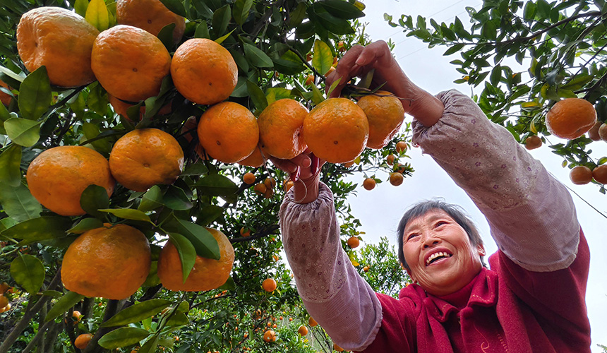 湖北郧阳：小雪至 农事忙【3】