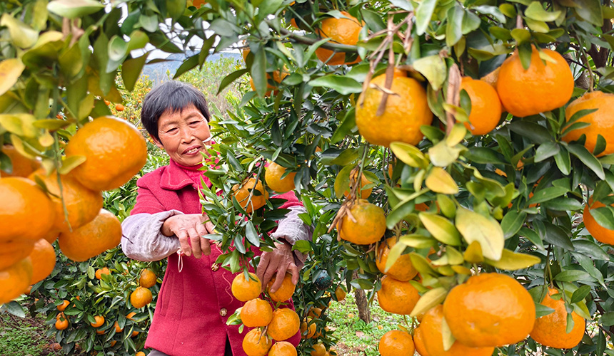 湖北郧阳：小雪至 农事忙【4】