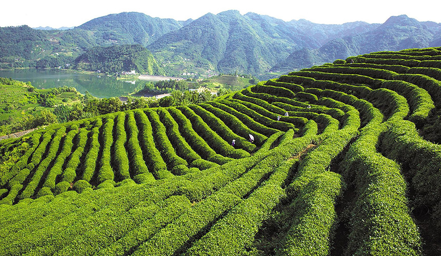 国烟援建的竹山县刘家山千亩生态茶园。湖北省烟草专卖局融媒体中心供图