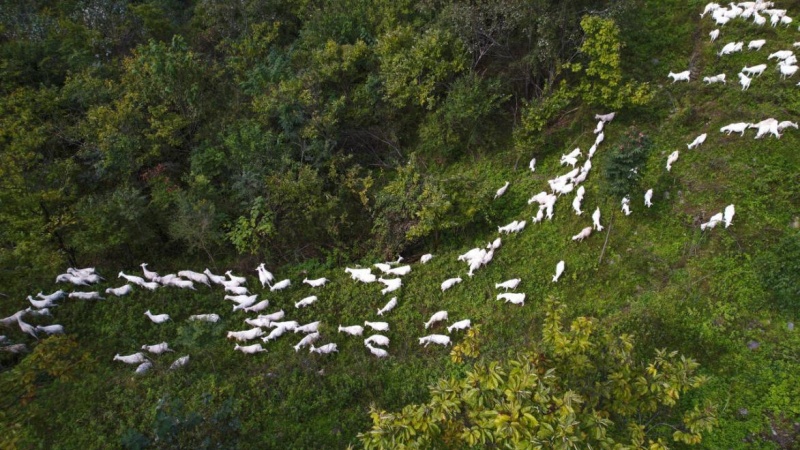 鄖西縣香口鄉沉溪河村千隻馬頭山羊在山坡上覓食。鄒景根攝