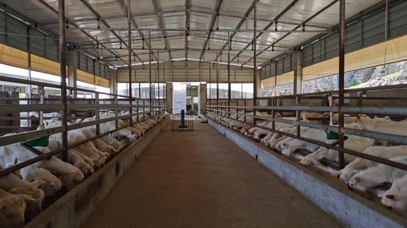 整潔的標准化小單元羊舍。鄒景根攝