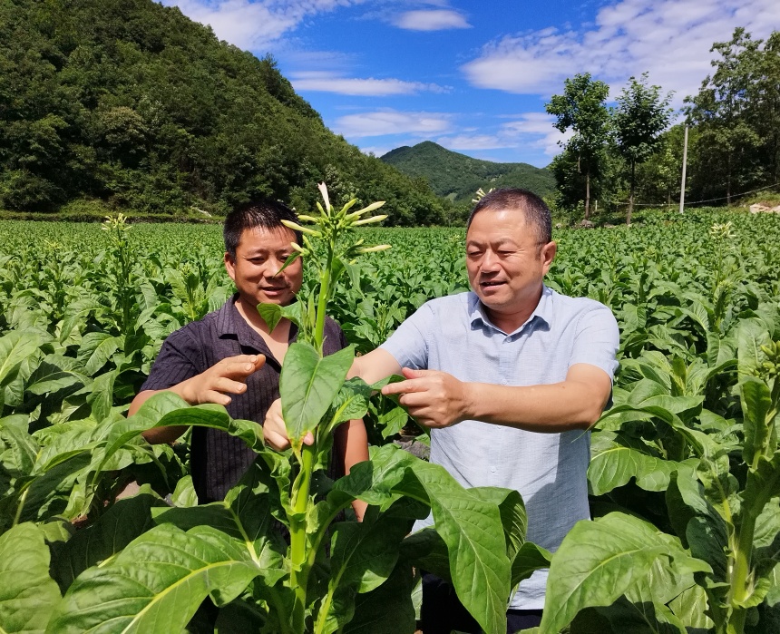 驻村书记田间指导烟农打顶。