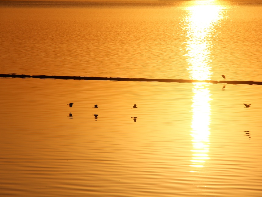 湖北郧阳：好生态引众鸟安家
